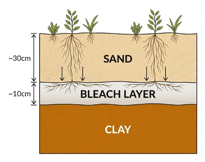 Soil profile, sand, bleach layer, clay underneath