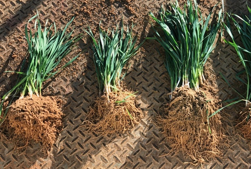 Shallow roots and weak crops limited by soil compaction [left] vs longer roots and larger crops not restricted by hard compacted layer after deep ripping [right].
