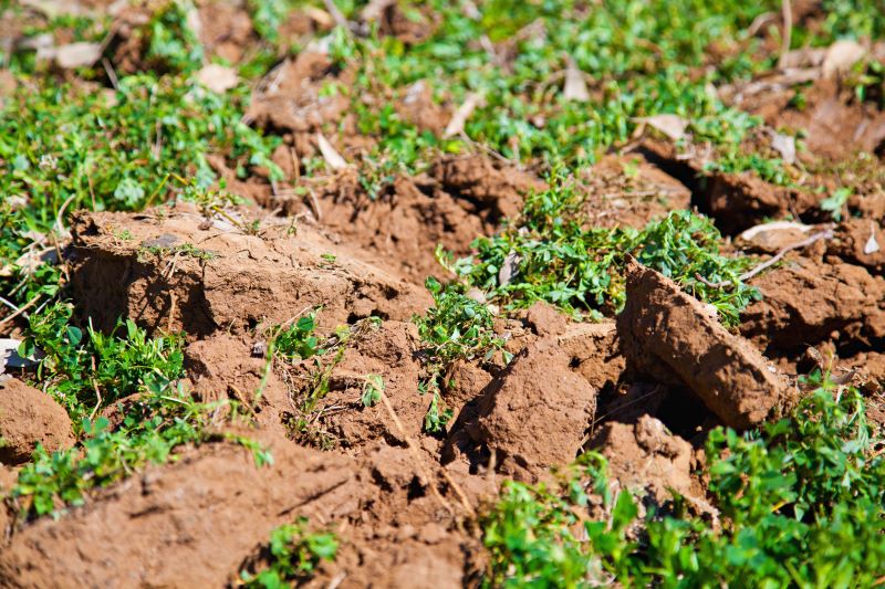 Soil clumps with green shoots